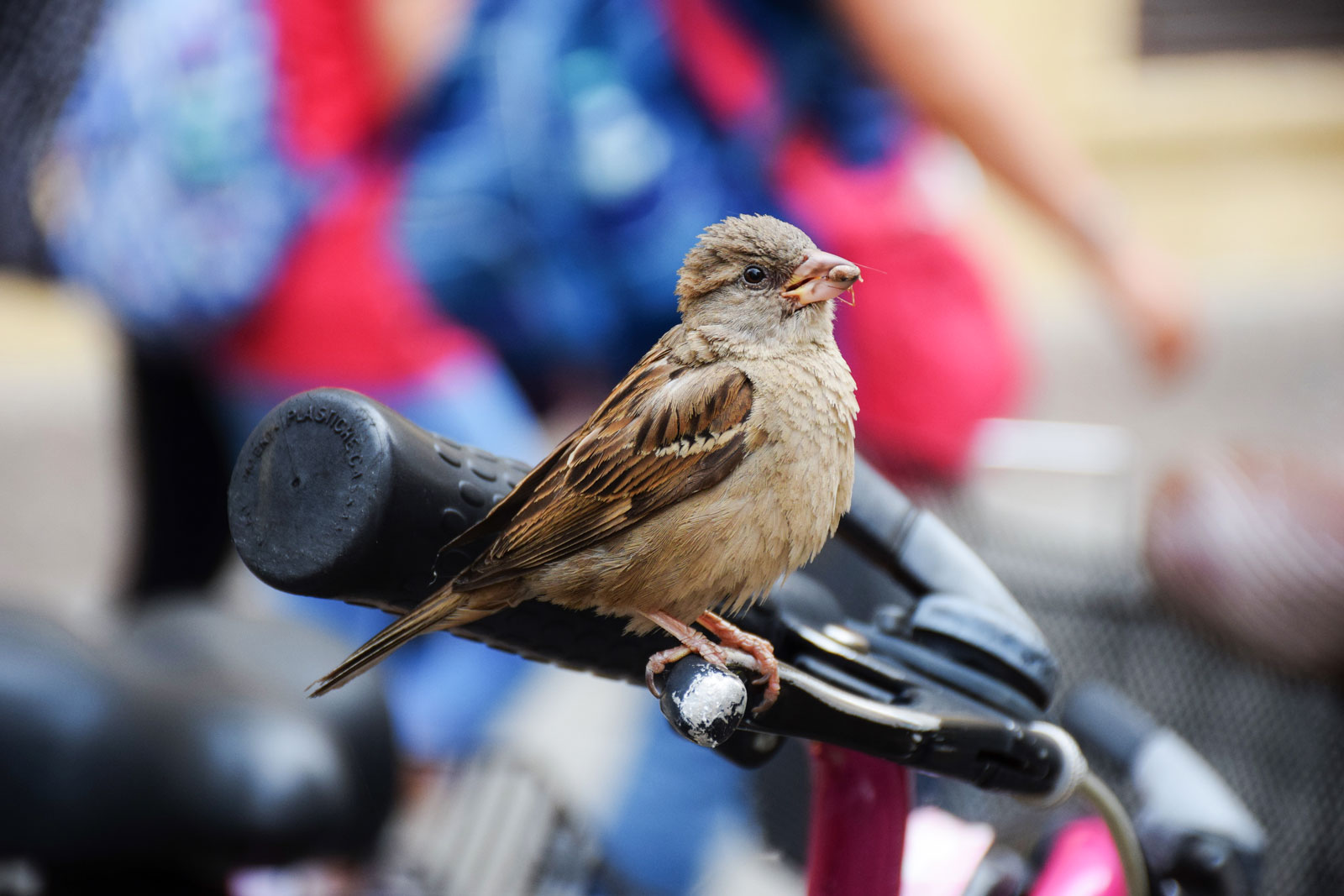 desaparición del Gorrion-comun de las ciudades SEO Bird Life