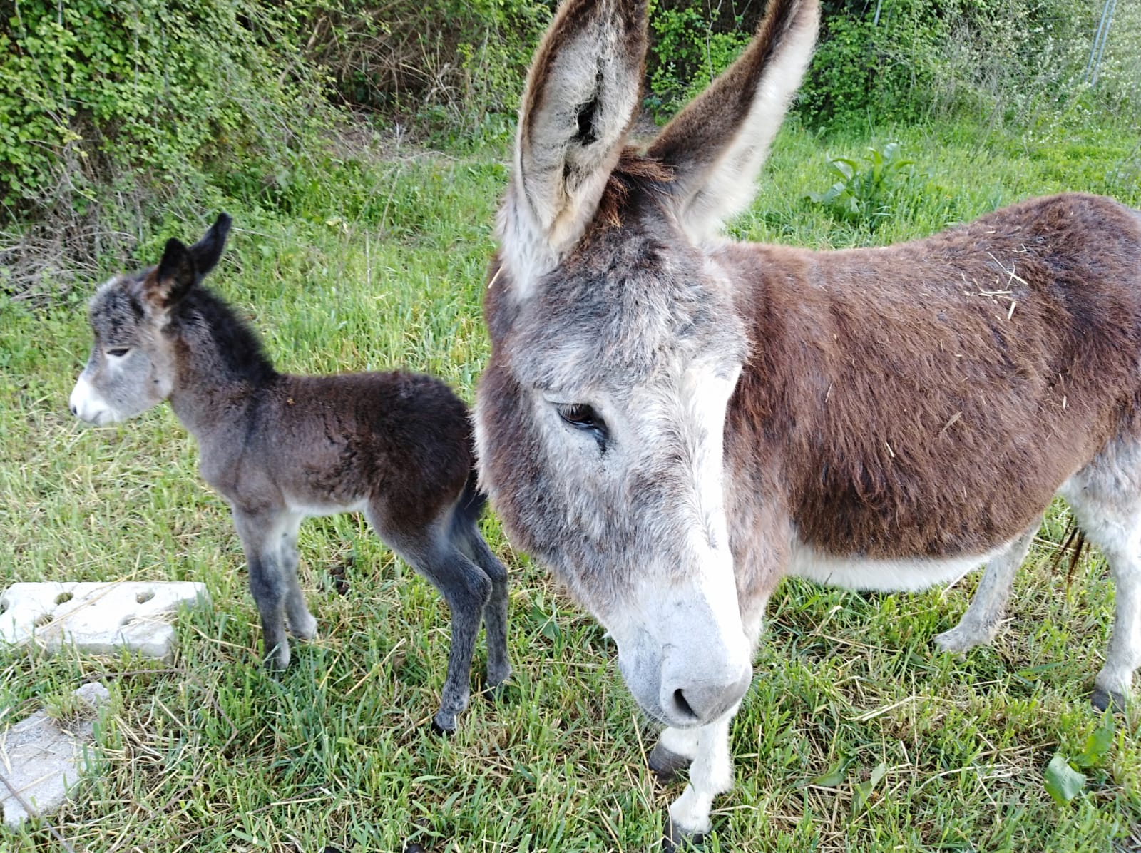 Burros Bomberos prevención incendios Doñana asociacion El burrito Feliz