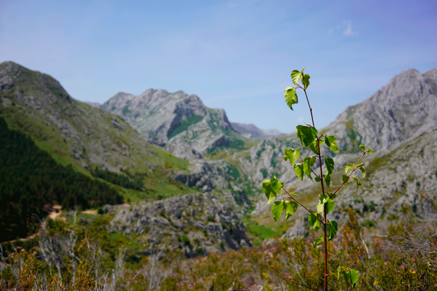 restauración bosques España